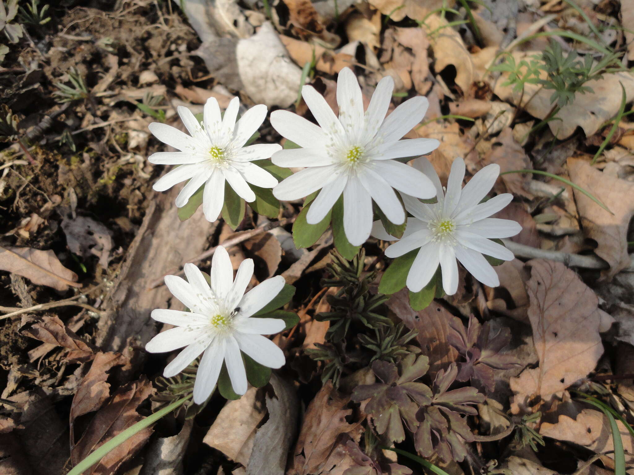 Image of Anemone raddeana Regel