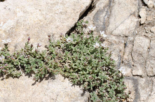 Слика од Facchinia cerastiifolia (Ramond ex DC.) Dillenb. & Kadereit