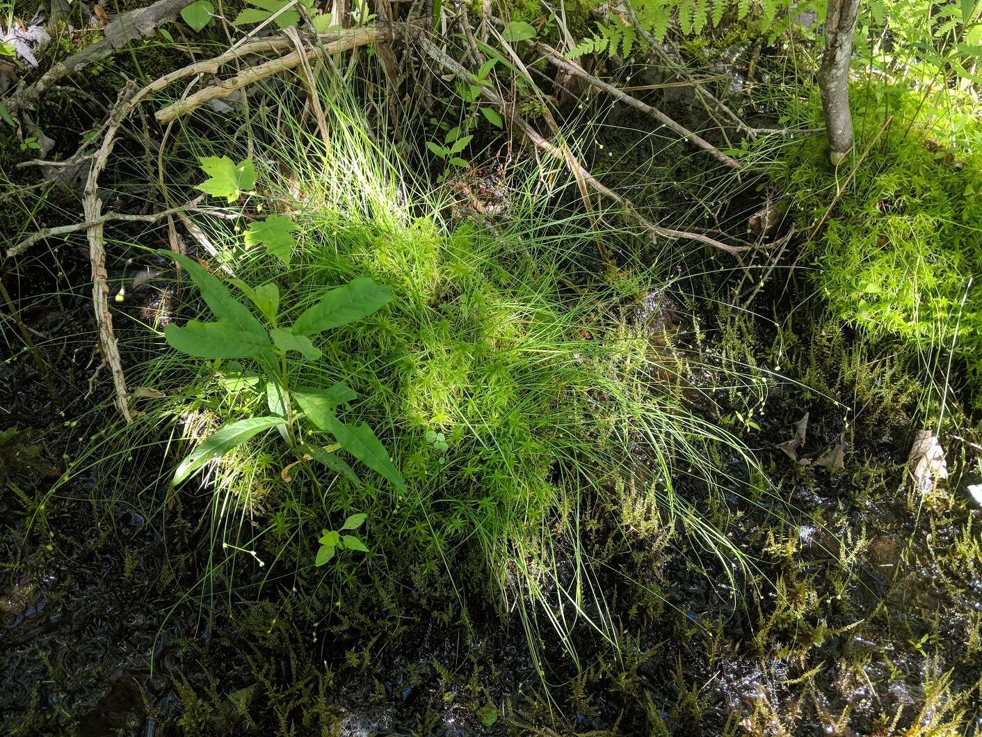 Image of softleaf sedge