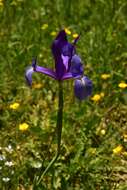 Image of Spanish iris