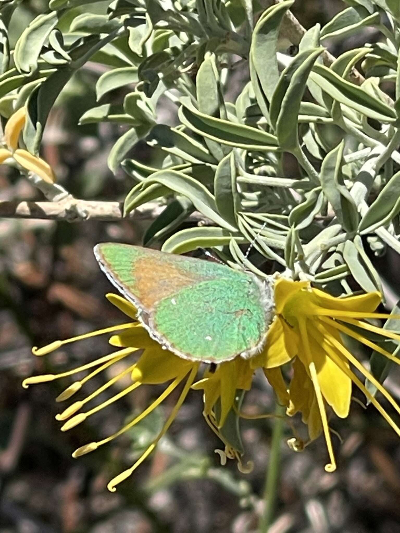 Image of Callophrys dumetorum perplexa Barnes & Benjamin 1933