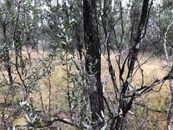 Image of Leptospermum brevipes F. Müll.