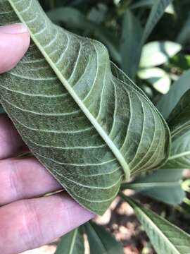 Imagem de Persicaria attenuata (R. Br.) Sojak