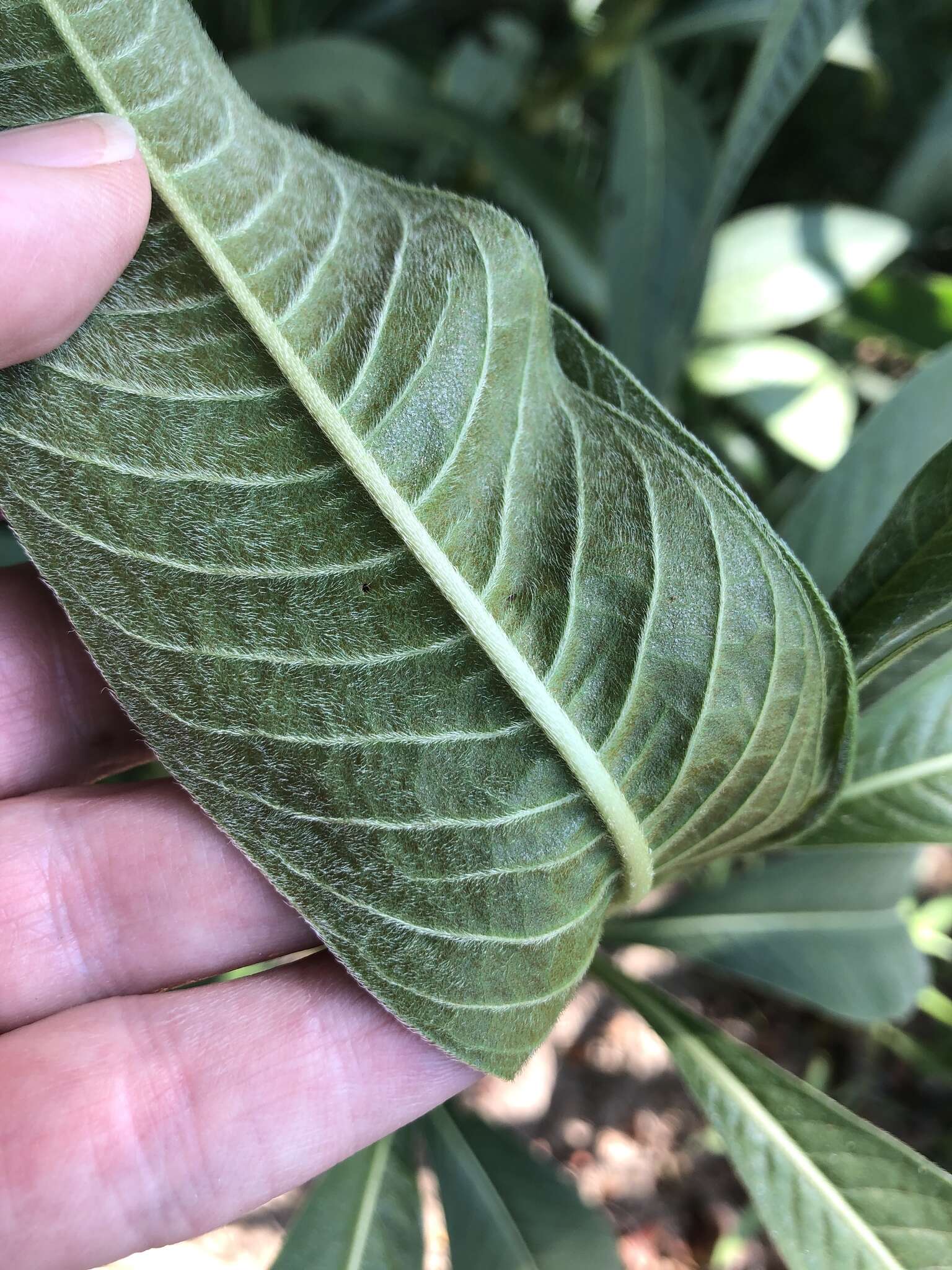 Image de Persicaria attenuata (R. Br.) Sojak