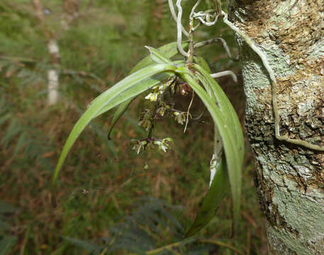 Plancia ëd Plectorrhiza tridentata (Lindl.) Dockrill