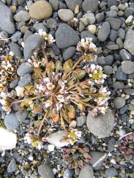 Image of Danish scurvygrass