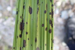 Image of Bletia catenulata Ruiz & Pav.