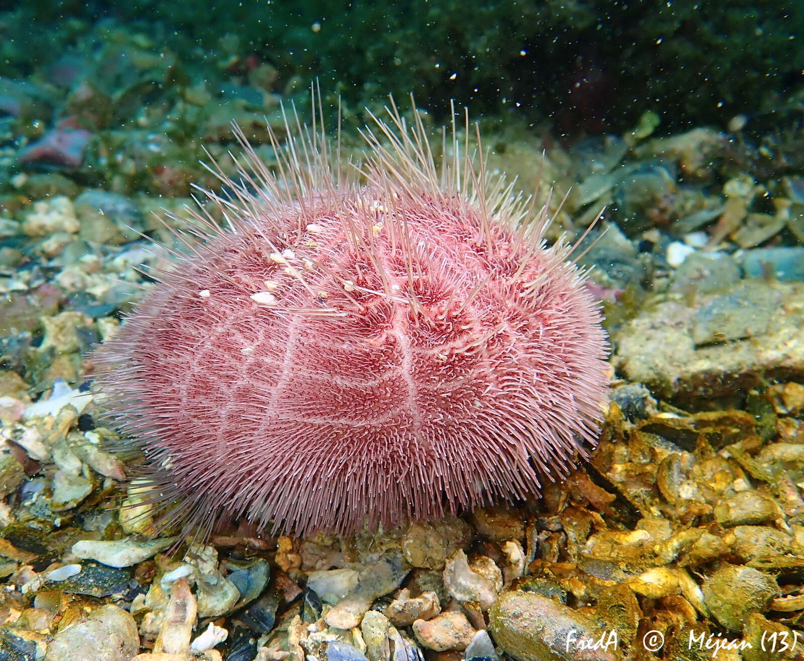 Image of purple heart urchin