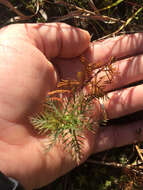 Image of Comb-Leaf Mermaidweed