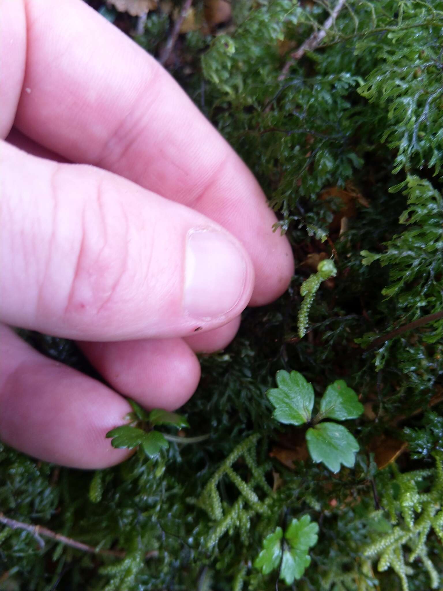 Image of Azorella allanii (Cheeseman) G. M. Plunkett & A. N. Nicolas