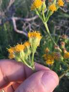 Image of rayless ragwort