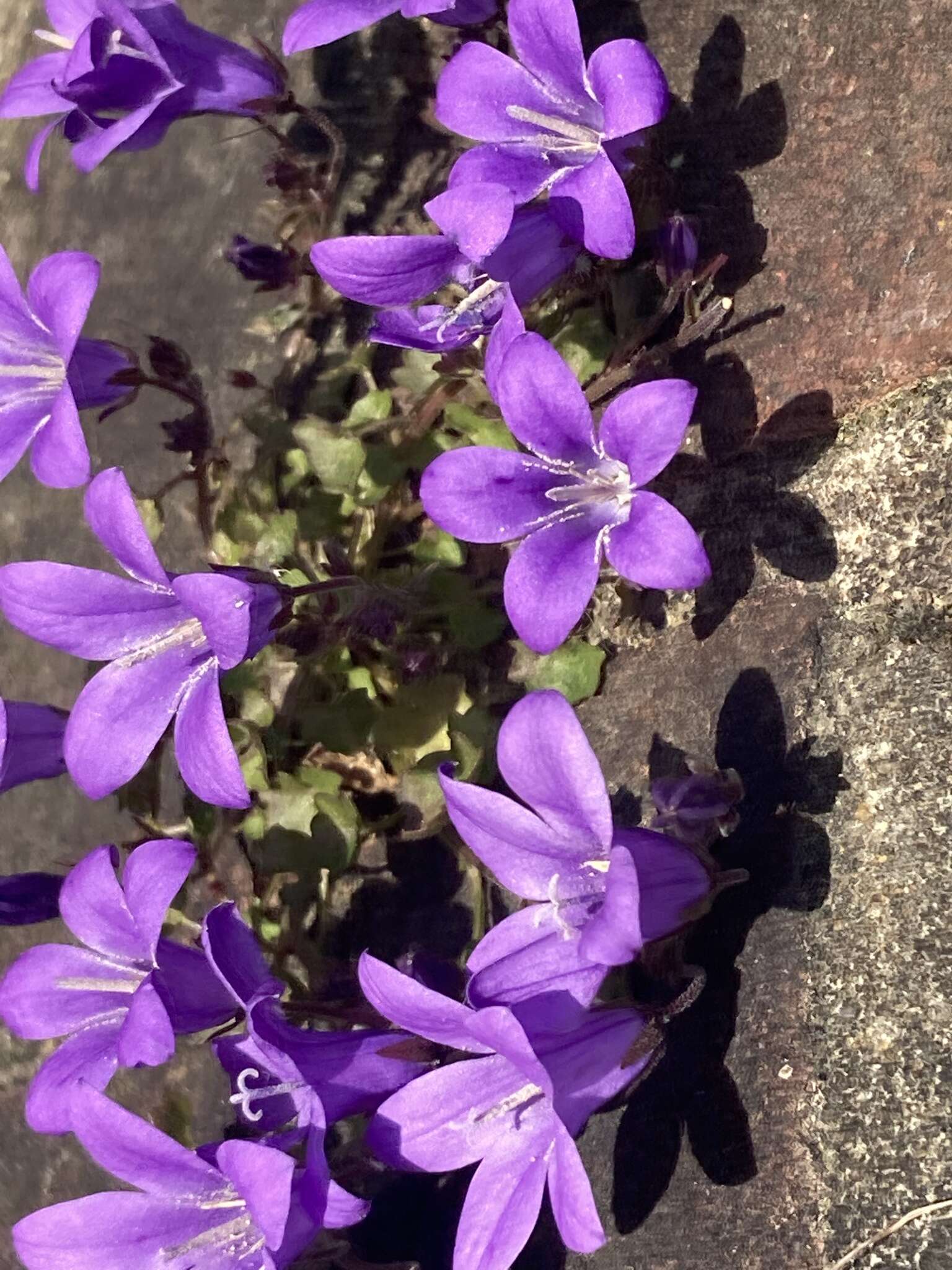 Image of Peach-leaf Bellflower