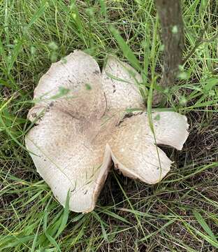 Image de Agaric rubicond