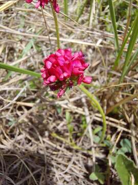 Imagem de <i>Trifolium <i>africanum</i></i> var. africanum