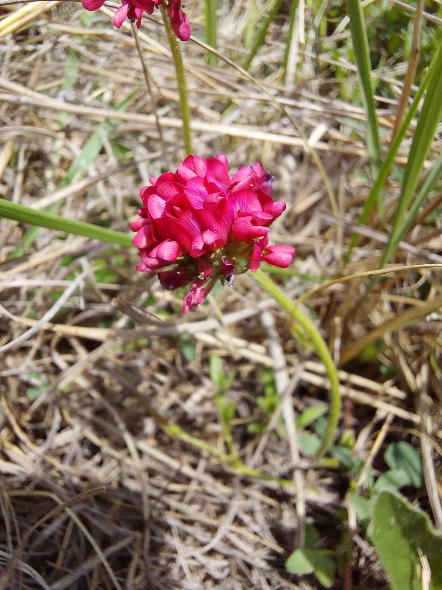 Image of <i>Trifolium <i>africanum</i></i> var. africanum