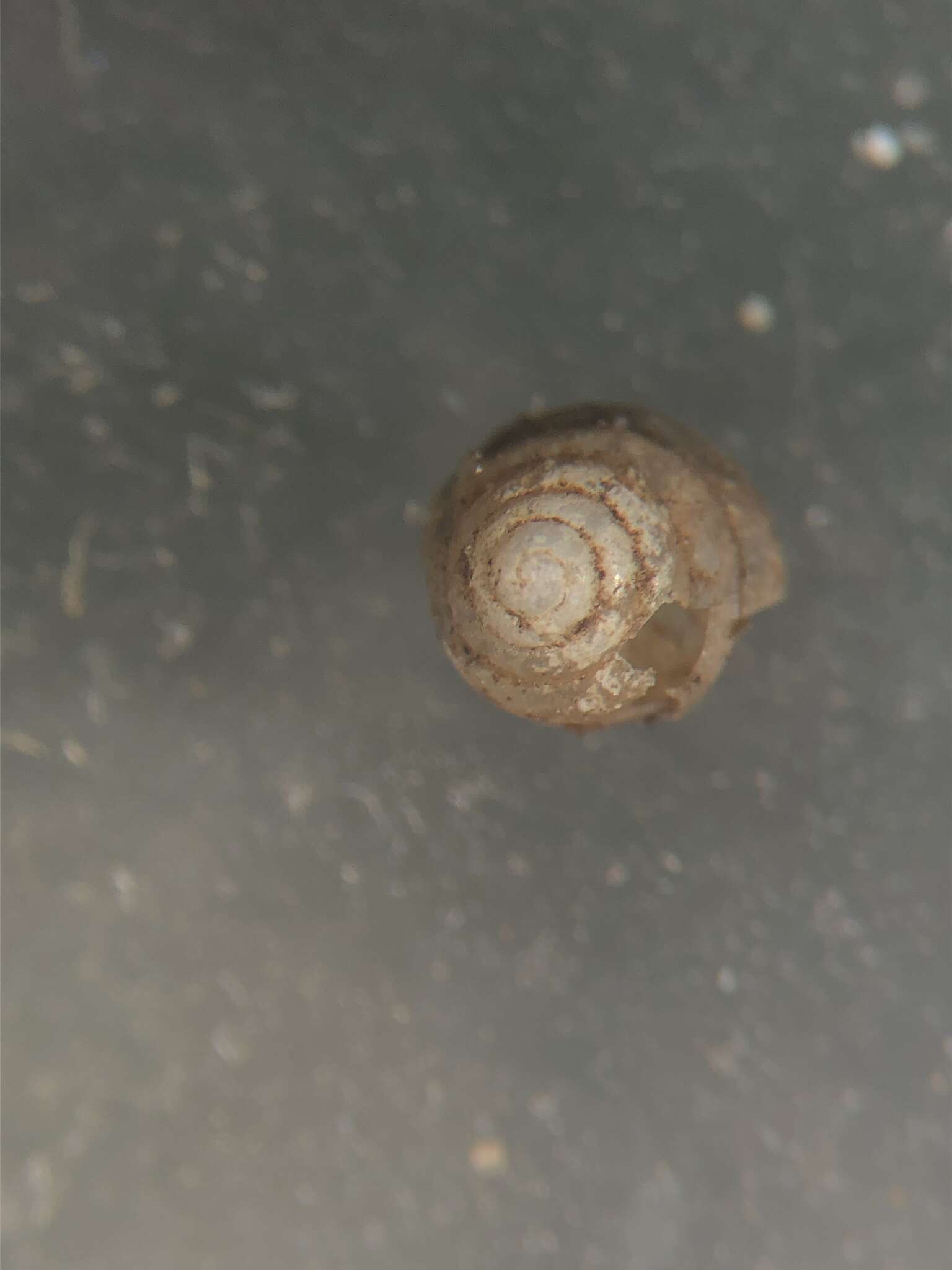 صورة <i>Euconulus chersinus</i>