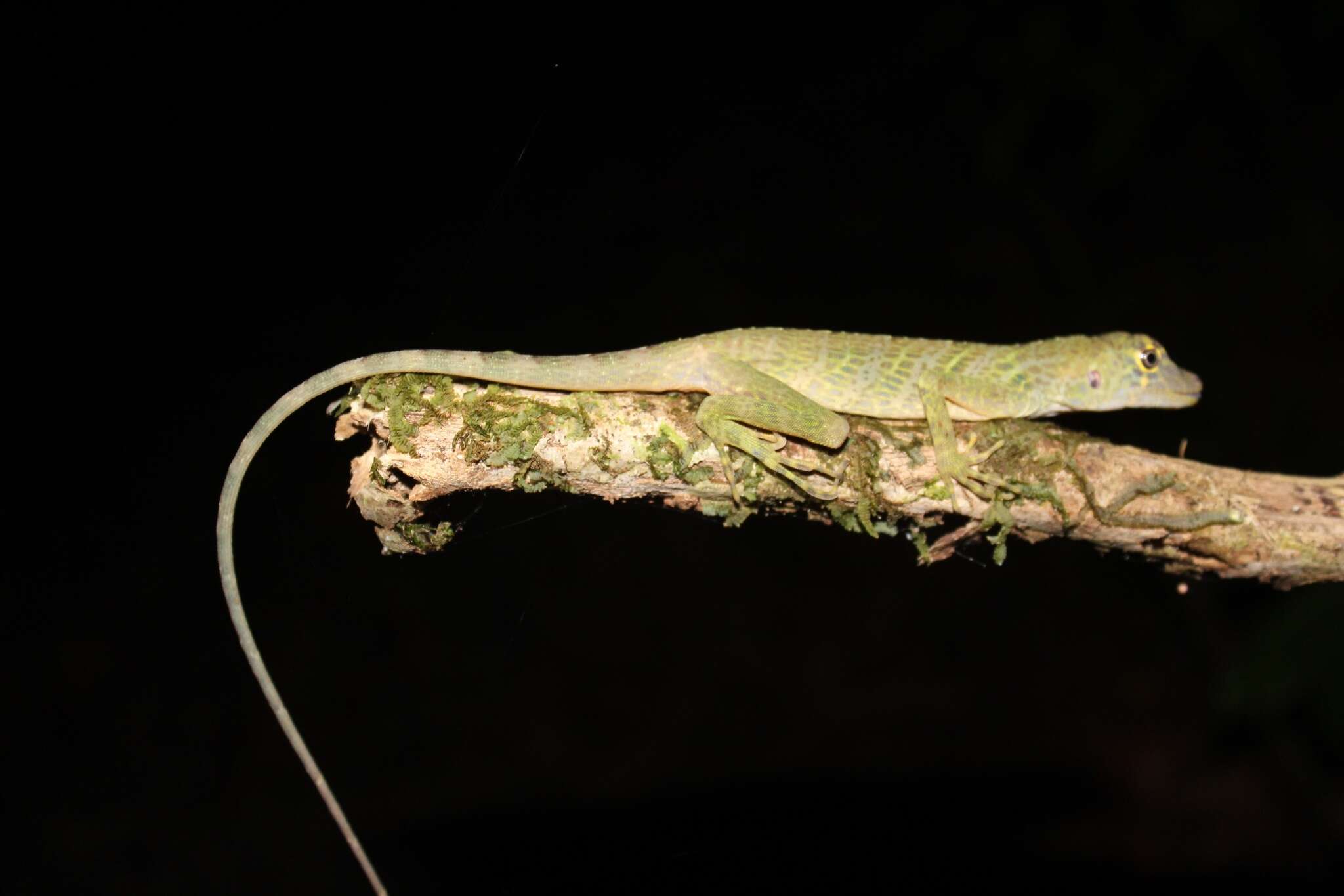 Anolis biporcatus (Wiegmann 1834)的圖片