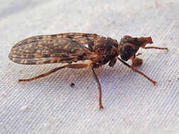 Image of <i>Sphecomyiella nelsoni</i>