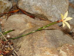 Dianthus caespitosus Thunb.的圖片