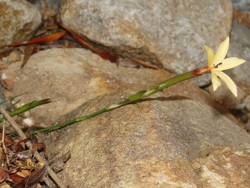 Image of Dianthus caespitosus Thunb.