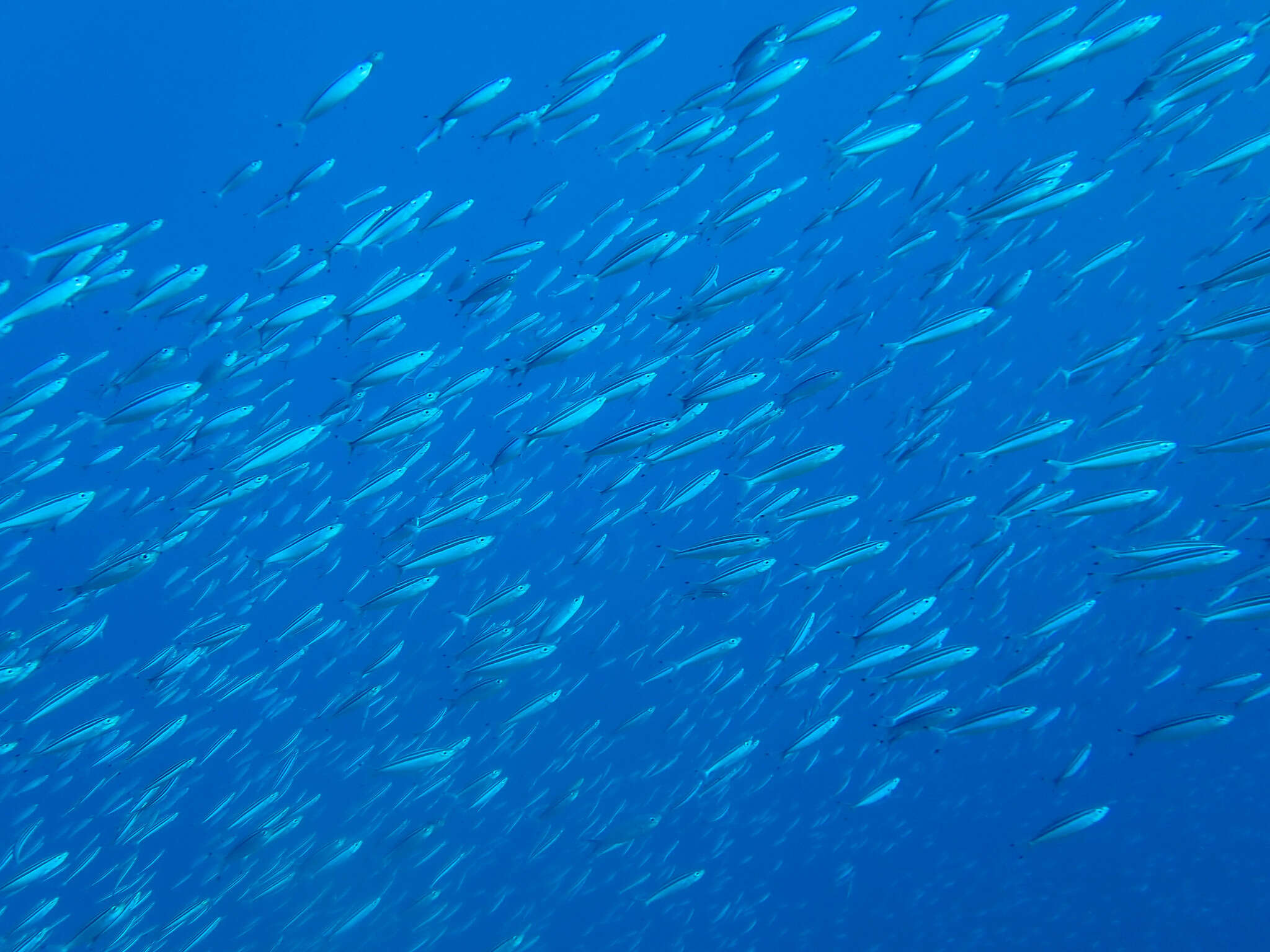 Image de Fusilier à trois bandes