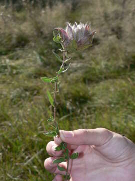 Plancia ëd Barleria macrostegia Nees