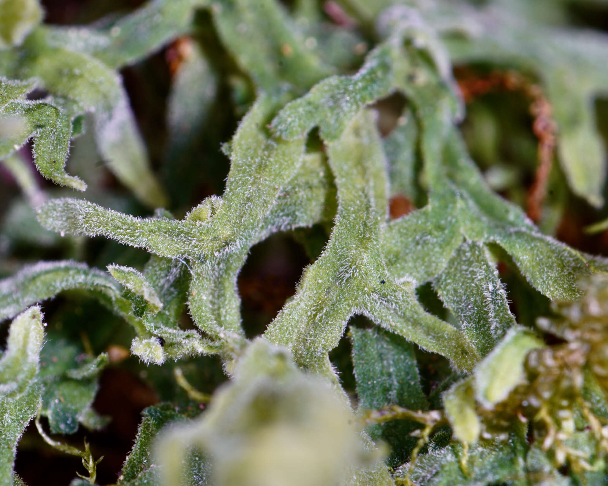 Image of Downy Veilwort