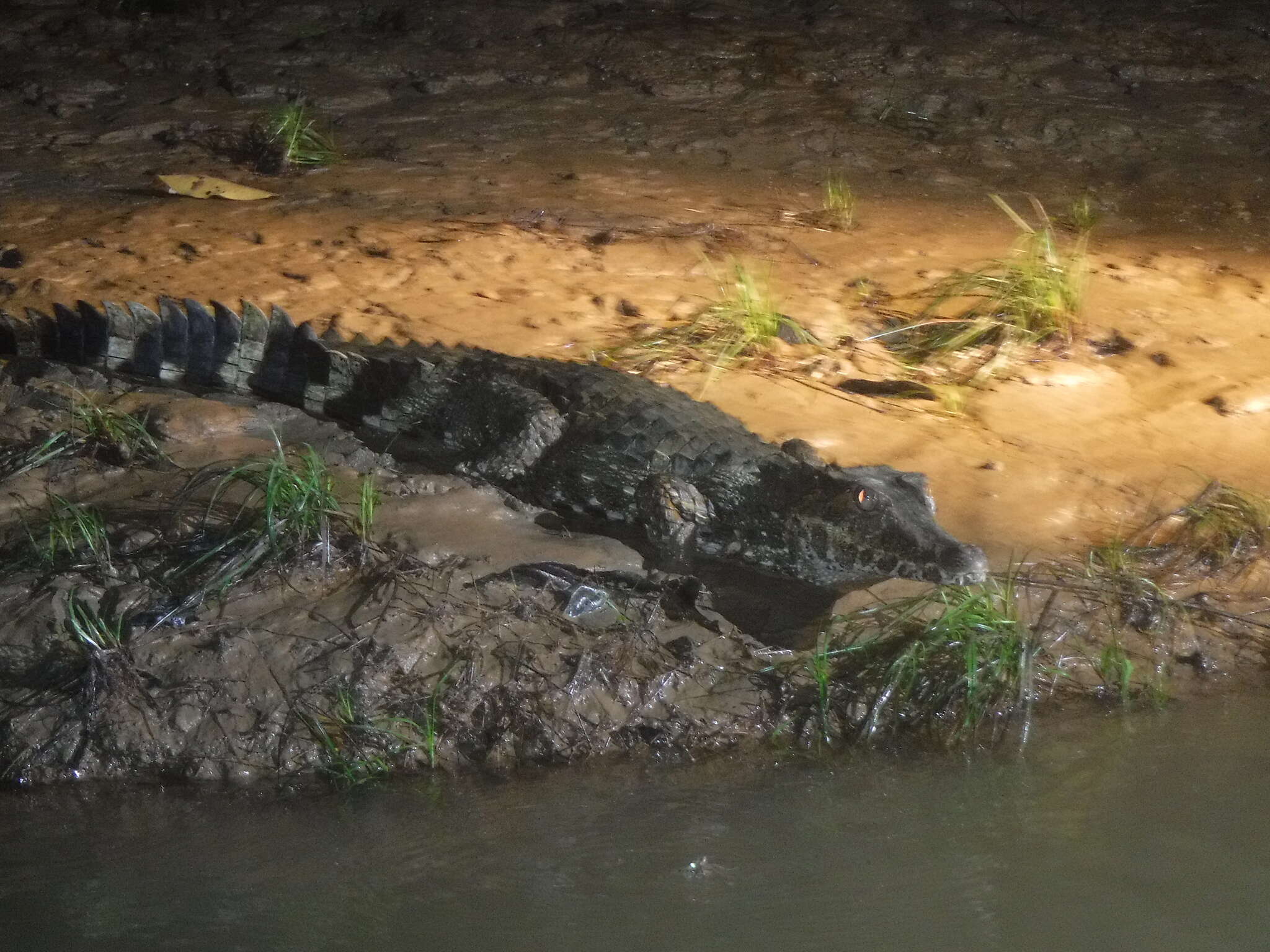 Image of Schneider's Smooth-fronted Caiman