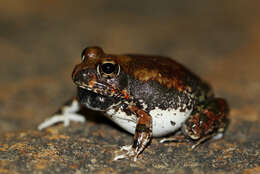 Image of Marbled Sand Frog