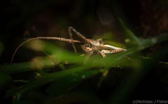 Image of Rhytiphora nigrovirens (Donovan 1805)