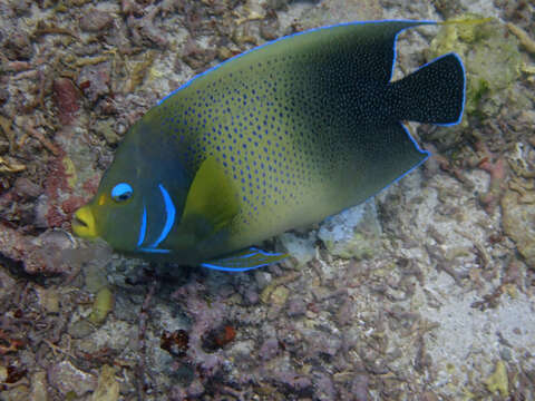 صورة Pomacanthus semicirculatus (Cuvier 1831)