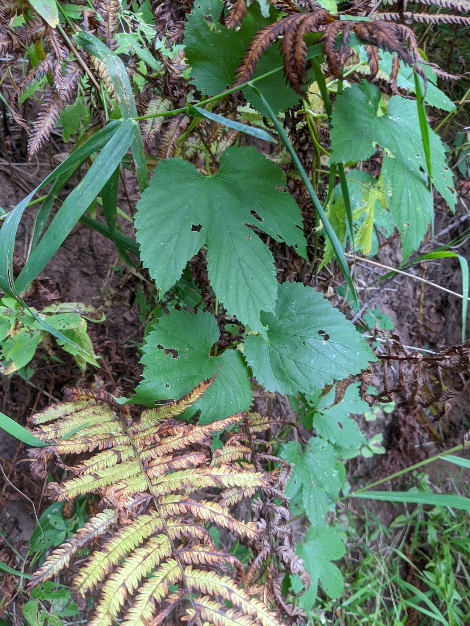 Image of Humulus lupulus var. lupulus