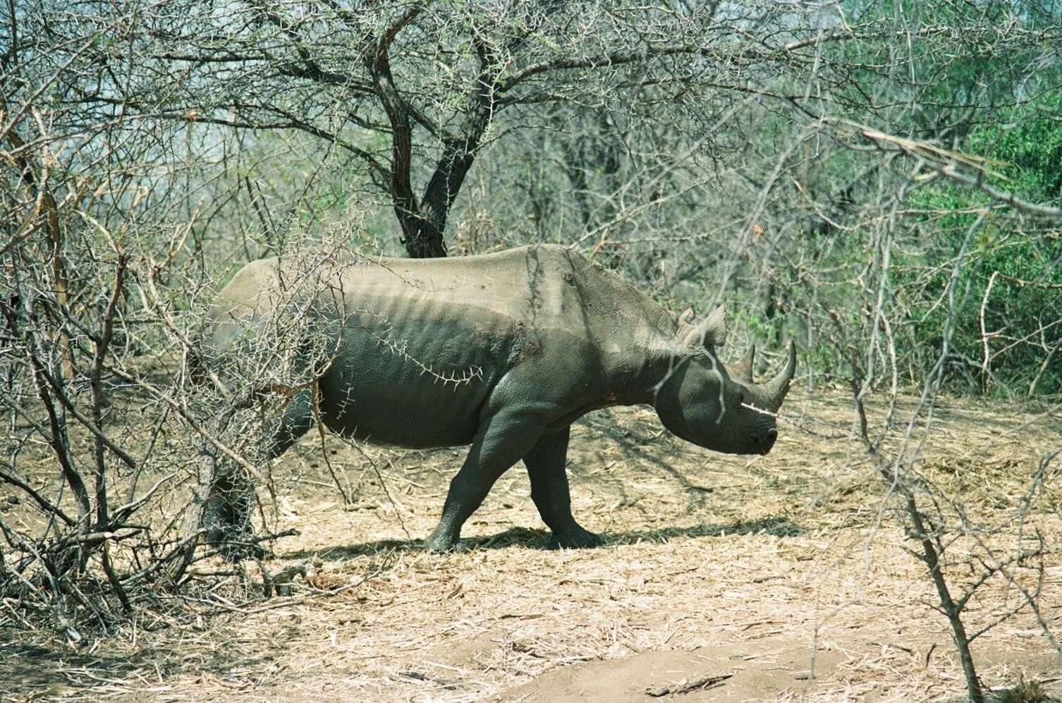 Image of Diceros bicornis minor (Drummond 1876)