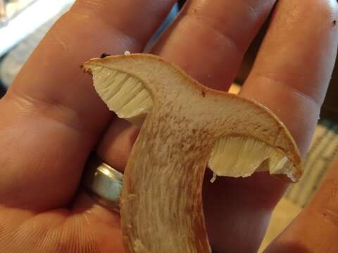 Image of Pulveroboletus atkinsonianus (Murrill) L. D. Gómez 1997