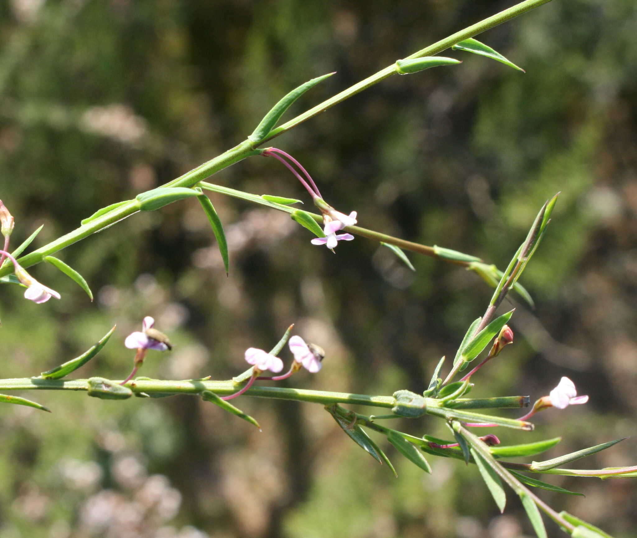 Image of Muraltia trinervia (L. fil.) DC.