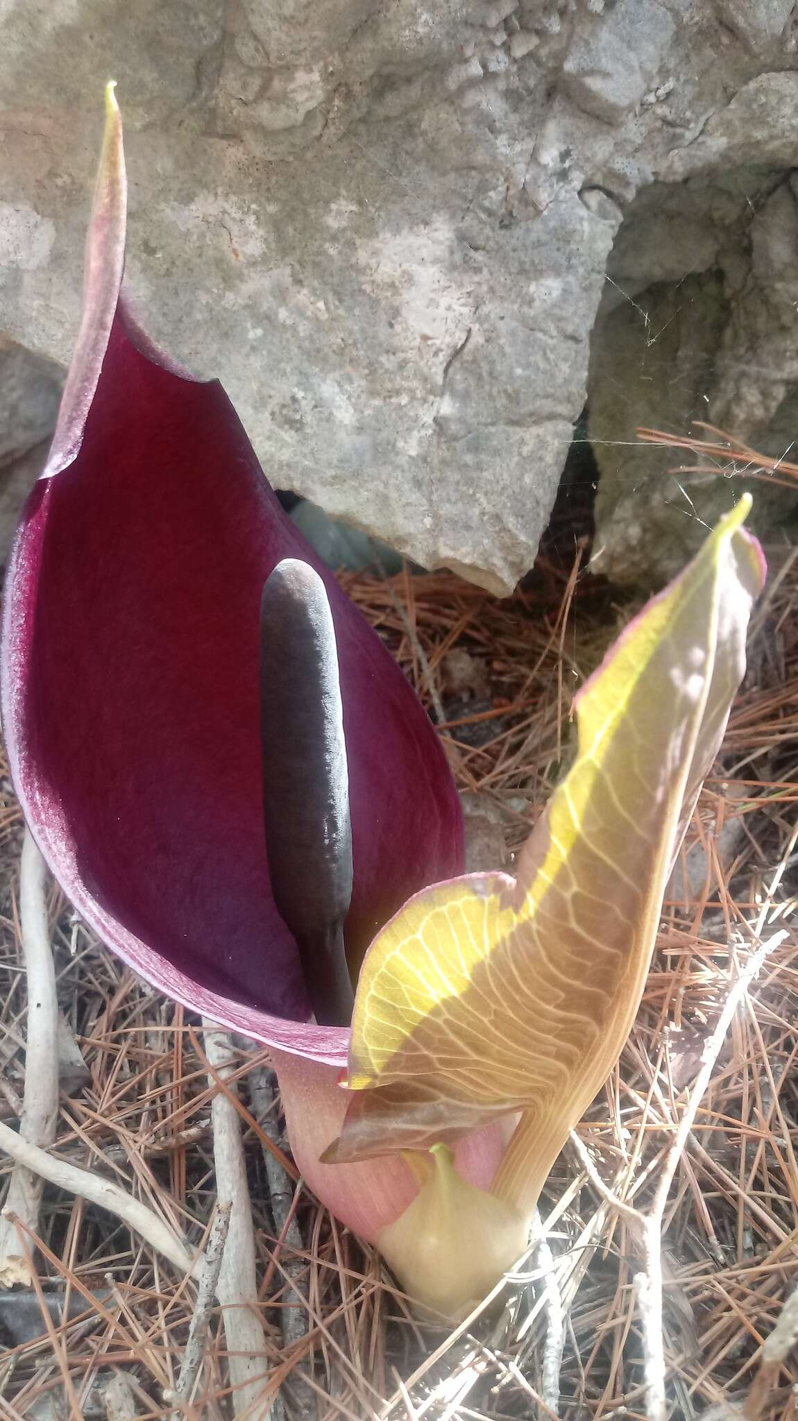 Image of Arum pictum L. fil.