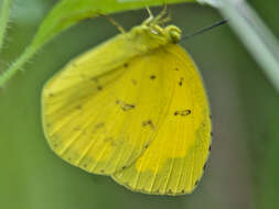 Image of Eurema simulatrix (Staudinger 1891)