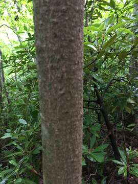 Image of Ear-Leaf Umbrella Tree