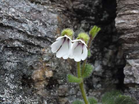 Image de Ourisia remotifolia M. T. Kalin Arroyo