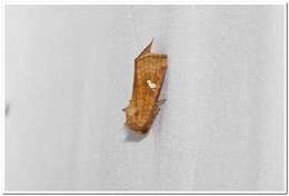 Image of American Ear Moth