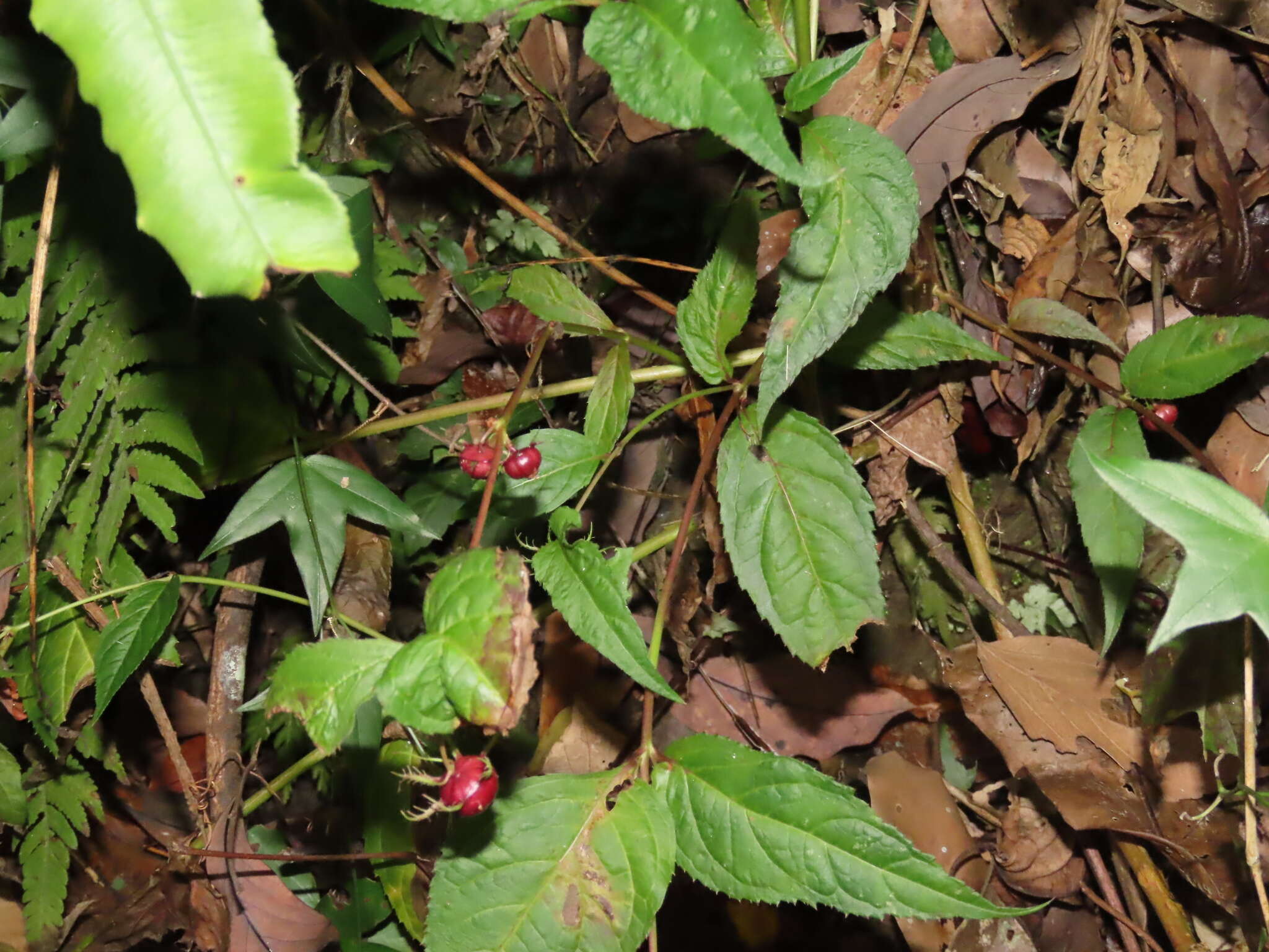 Cyclocodon lancifolius (Roxb.) Kurz resmi