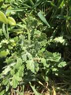 Image of Senecio radiolatus subsp. radiolatus