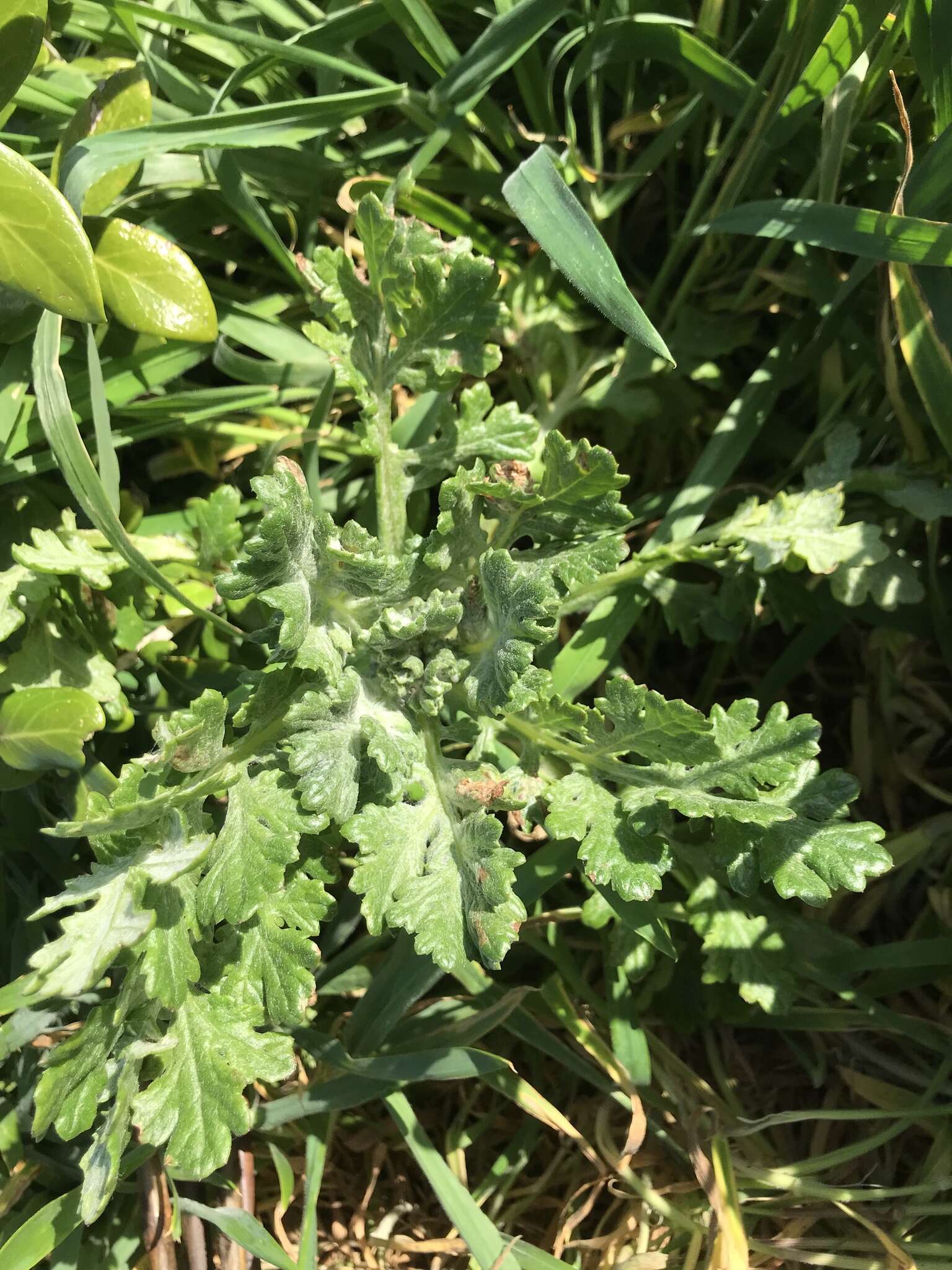 Plancia ëd Senecio radiolatus subsp. radiolatus