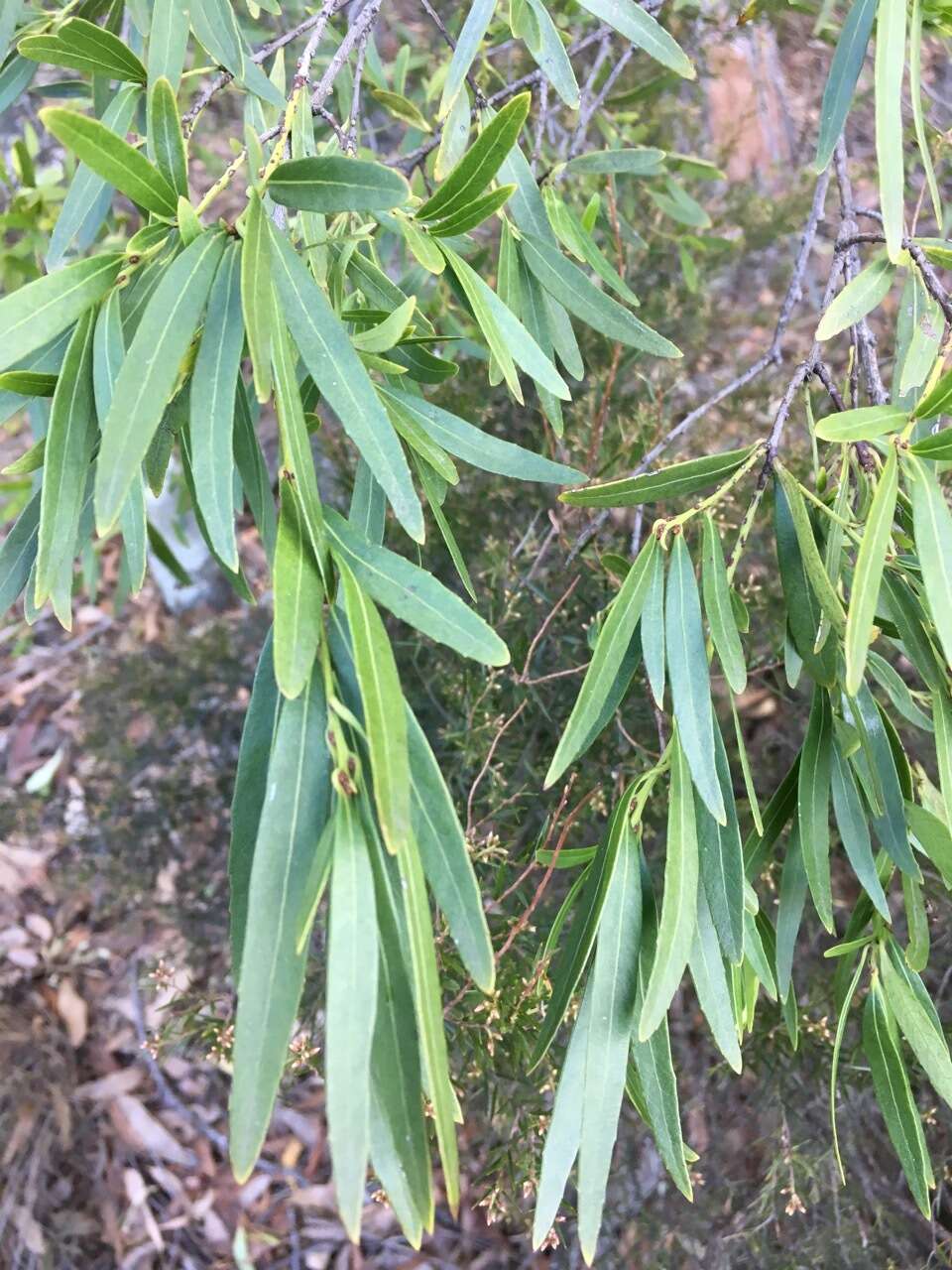 Image of Denhamia silvestris (Lander & L. A. S. Johnson) M. P. Simmons