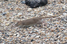 Image of Brown Rat