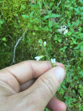 Image of San Francisco woodland-star