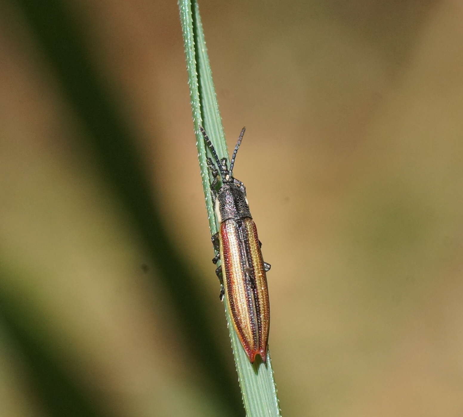 Image of Eurispa vittata Baly 1858