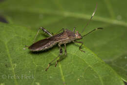 Image of Burtinus notatipennis (Stål 1860)