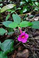 Image of Achimenes skinneri Lindl.