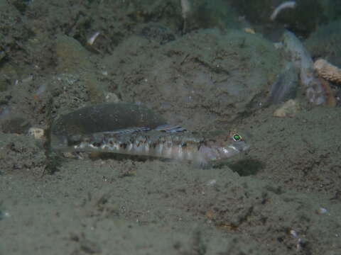 Image of Mediterranean Painted Goby